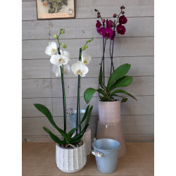 Orchidée, phalaenopsis