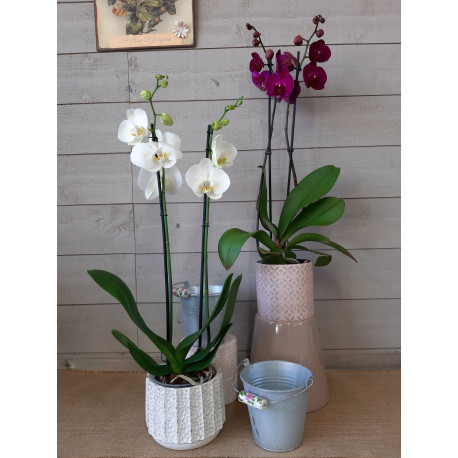 Orchidée, phalaenopsis Orchidée, phalaenopsis