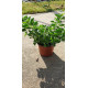 Plante aromatique Origan