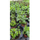 Plante aromatique Menthe verte
