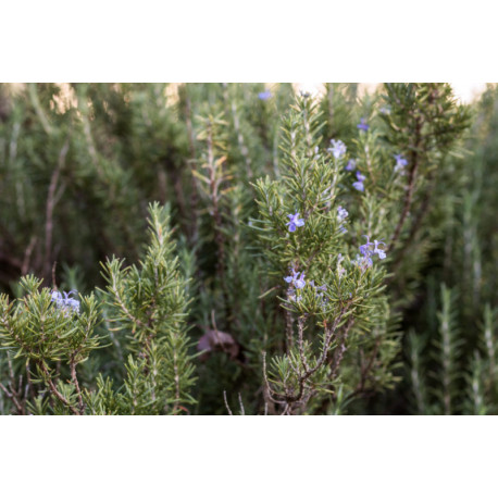 Plante aromatique Romarin