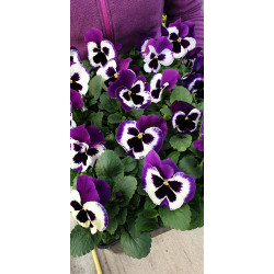 plante fleurie pensée violet et blanc
