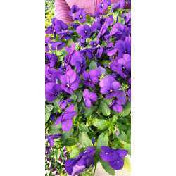 plante fleurie viola cornuta bleu