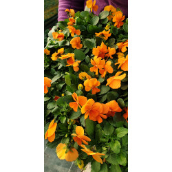 plante fleurie viola cornuta orange