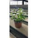 Plante aromatique Verveine citron pot de 10cm