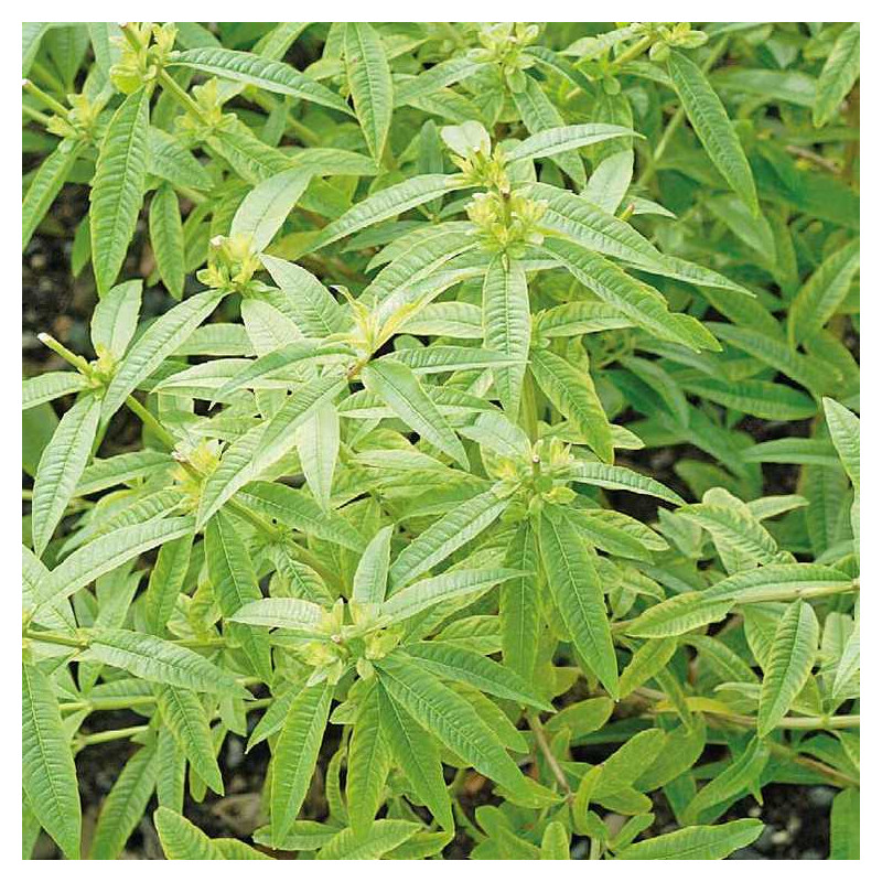 Plantes vivaces, Schilliger Production Verveine citronnelle Pot de