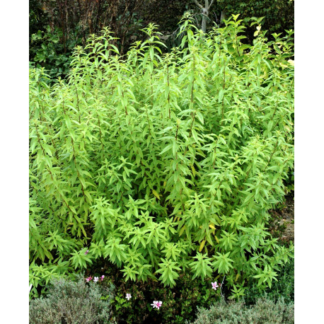 Plante aromatique Verveine citron pot de 10cm