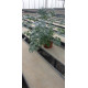 Plante aromatique Absinthe pot de 10cm