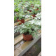 Plante aromatique Absinthe pot de 10cm