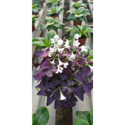 Plante fleurie Oxalis triangularis