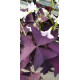 Plante fleurie Oxalis triangularis