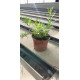 Plante aromatique Estragon