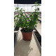 Plante aromatique Menthe verte