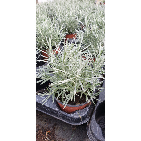 Plante aromatique Helichrysum 'Kari'