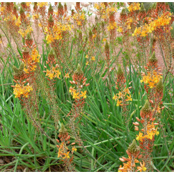 Plante aromatique Bulbine frustecens 'medicus'