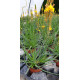 Plante aromatique Bulbine frustecens 'medicus'