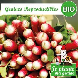 Graines de radis 18 jours bio à semer - Je plante ma graine