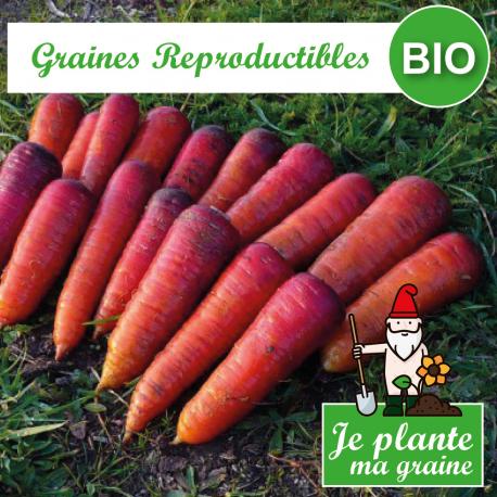 Graines de carotte rouge sang bio à semer - Je plante ma graine