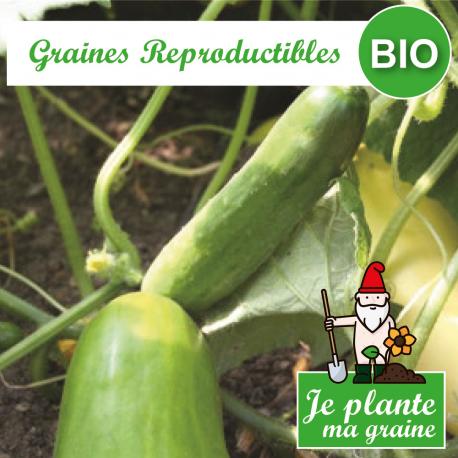 Graines de concombre de plein champ vert long maraîcher bio à semer - Je plante ma graine