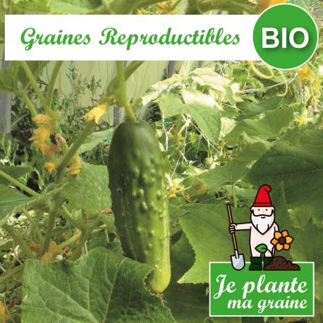 Graines de cornichon vert fin de meaux bio à semer - Je plante ma graine