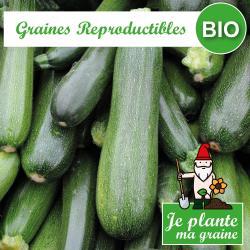 Graines de courgette verte des maraîchers bio à semer - Je plante ma graine