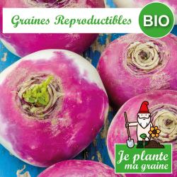 Graines de navet blanc globe à collet violet bio à semer - Je plante ma graine