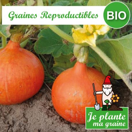 Graines de potimarron red kuri bio à semer - Je plante ma graine