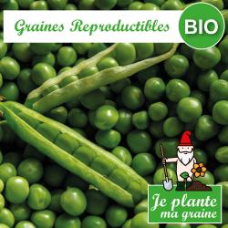 Graines de pois nain à ecosser rondo bio à semer Je plante ma graine