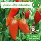 Graines de tomate andine cornue bio à semer - Je plante ma graine