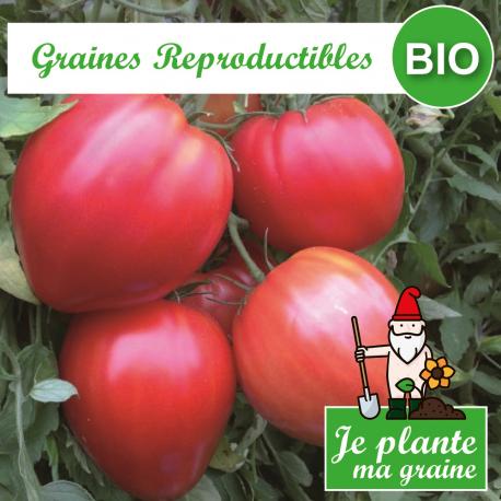 Graines de tomate coeur de boeuf rouge bio à semer - Je plante ma graine Graines de tomate coeur de boeuf rouge bio à semer - Je plante ma graine