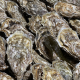 Huitres Crassostrea gigas - Normandes