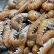 Langoustine