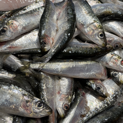 Sardine