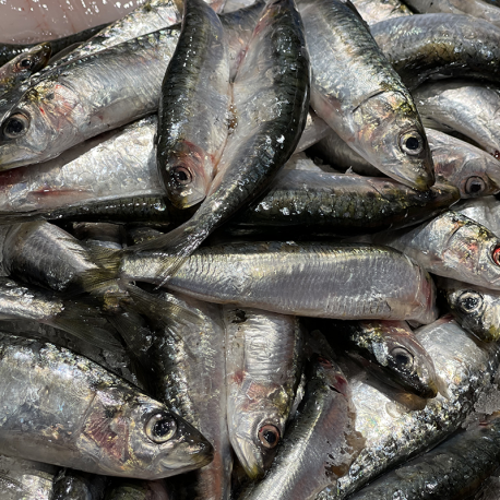 Sardine Sardine