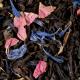 Thé noir Coquelicot gourmand 100g